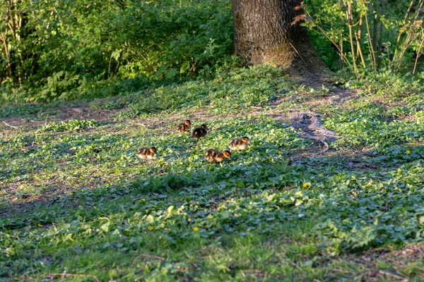 Die Niedlichen Fleckenküken Fressen Gras Auf Einem Feld — Stockfoto