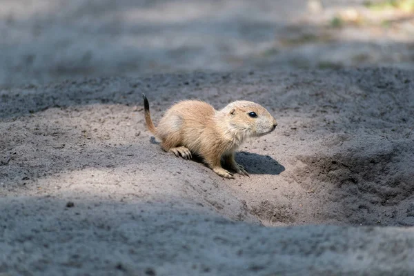 Eine Selektive Fokusaufnahme Von Präriehund Auf Sandigem Boden — Stockfoto