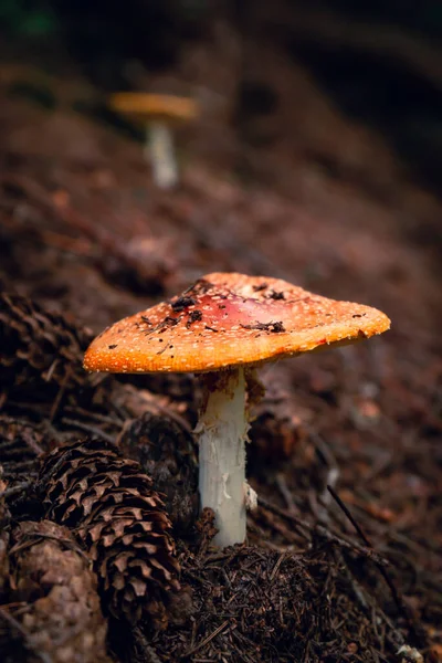 Een Verticaal Close Shot Van Een Wilde Paddestoel Groeiend Een — Stockfoto