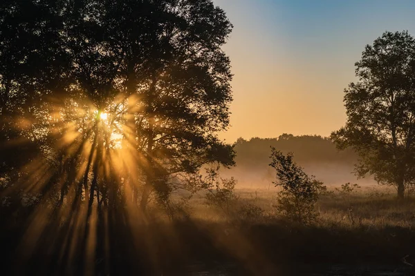 Ein Geheimnisvoller Nachmittag Nebligen Wald Konzept Geheimnisvoll — Stockfoto