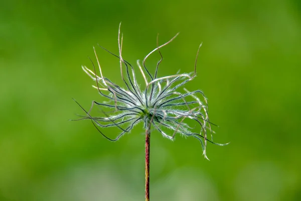 Närbild Bild Torr Stringy Pasque Blomma — Stockfoto