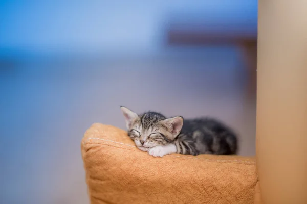 Een Closeup Van Een Schattig Katje Rustend Een Bank — Stockfoto