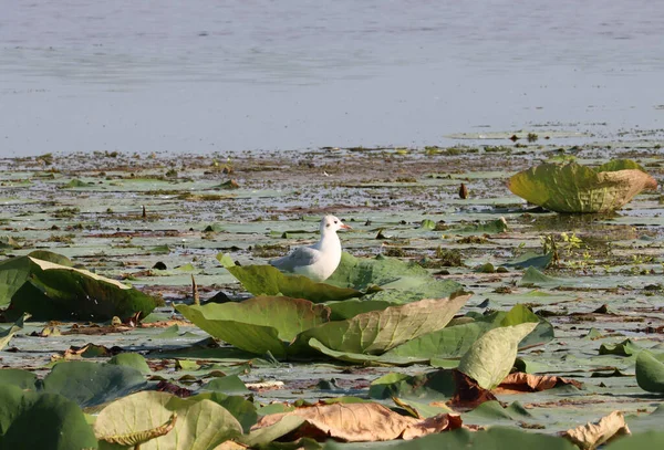 Mantua Gölünde Sıradan Bir Martının Güzel Bir Görüntüsü — Stok fotoğraf
