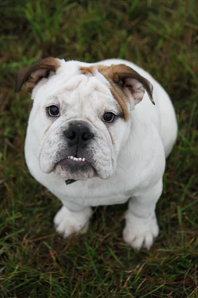 Tiro Vertical Adorável Bulldog Inglês Sentado Jardim Olhando Para Câmera — Fotografia de Stock