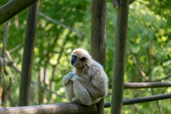 Μια Επιλεκτική Φωτογραφία Εστίασης Του Πίθηκου Gibbon Στο Αρχείο Καταγραφής — Φωτογραφία Αρχείου