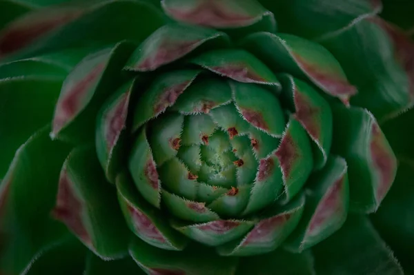 Sebuah Gambar Sudut Dekat Tinggi Dari Tanaman Artichoke — Stok Foto