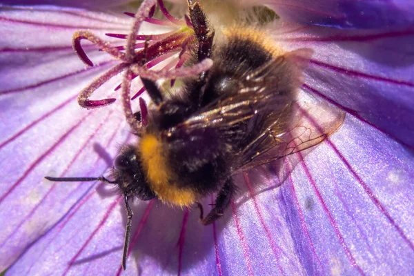 Een Closeup Shot Van Een Honingbij Verzamelen Stuifmeel Van Een — Stockfoto