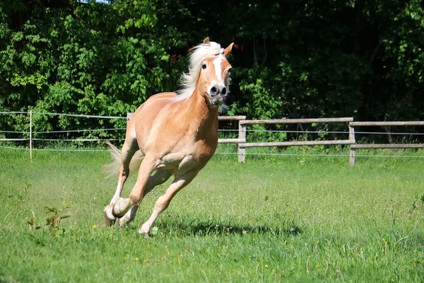 牧草地を走る美しい馬のクローズアップ — ストック写真