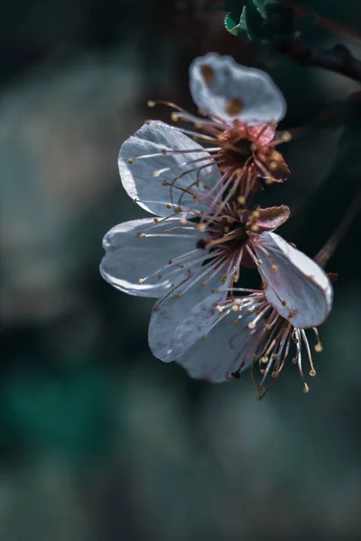 花白花的选择焦点 — 图库照片