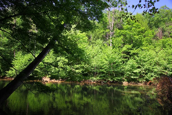 鮮やかな緑の木々に囲まれた湖の美しいショット — ストック写真