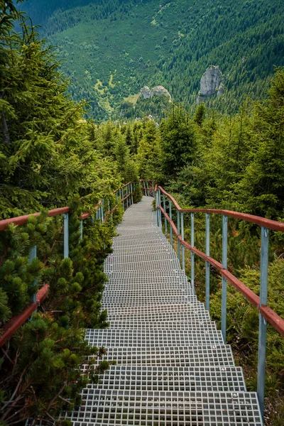 Tiro Vertical Calçadão Cercado Por Vegetação Parque Nacional Ceahlau Roménia — Fotografia de Stock
