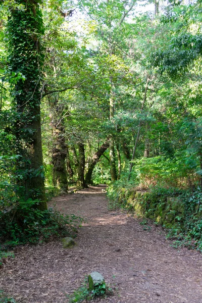 Plan Vertical Sentier Dans Forêt — Photo