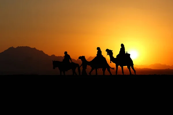 Sylwetki Ludzi Podróżujących Wielbłądach Afryce Podczas Zachodu Słońca — Zdjęcie stockowe