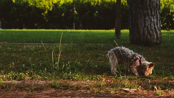 Пушистая Милая Собака Гуляет Парку — стоковое фото