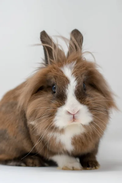 Eine Vertikale Nahaufnahme Eines Flauschigen Kaninchens — Stockfoto