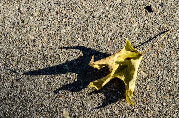 Nahaufnahme Eines Getrockneten Blattes Auf Der Straße — Stockfoto