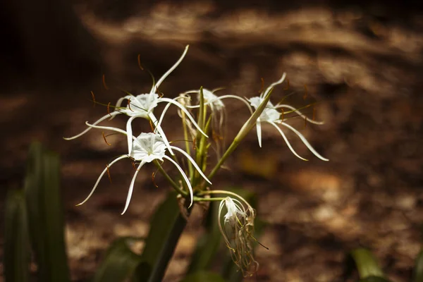 Closeup Shot Amaryllidaceae Spider Lily —  Fotos de Stock