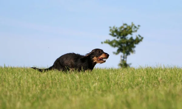 昼間に畑を走る愛らしいダックスフント — ストック写真