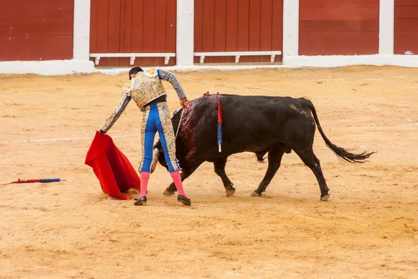 Plasenc Španělsko Června 2015 Býčí Zápasy Matadora Alejandra Talavanta Náměstí — Stock fotografie