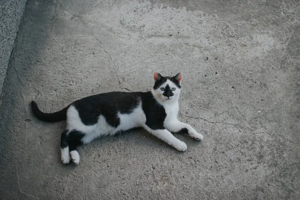 Een Hoge Hoek Opname Van Een Witte Kat Met Zwarte — Stockfoto