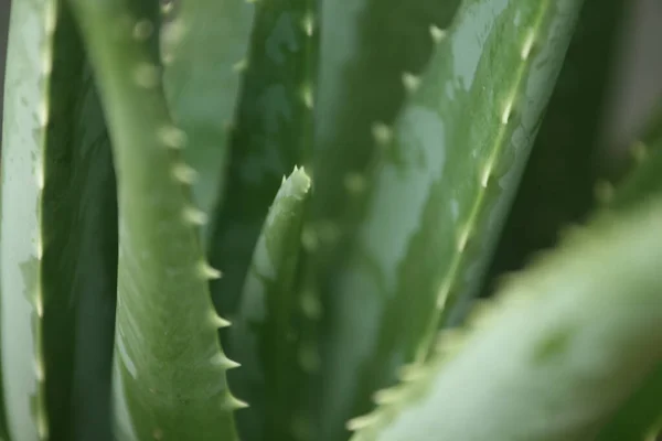 Una Macro Toma Planta Aloe Vera — Foto de Stock