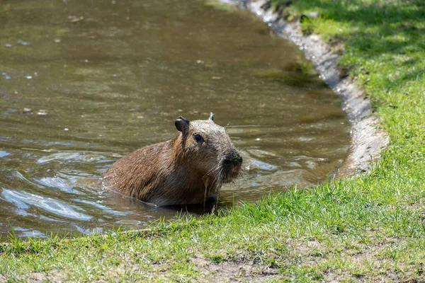 Egy Barna Capybara Kijön Tóból — Stock Fotó