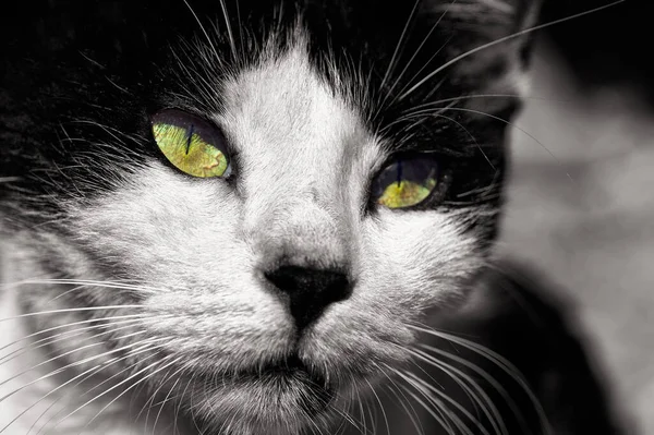 Primer Plano Gato Blanco Negro Ojos Verdes —  Fotos de Stock