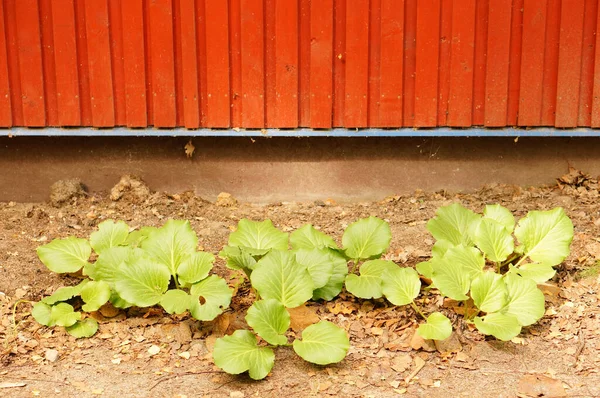 Een Shot Van Groene Planten Nabij Een Rode Metalen Muur — Stockfoto