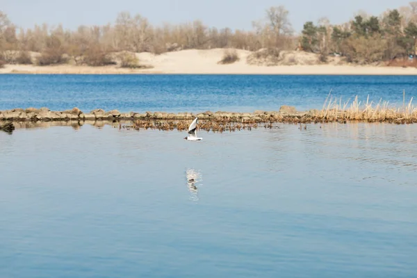 Mewa Lecąca Nad Jeziorem — Zdjęcie stockowe