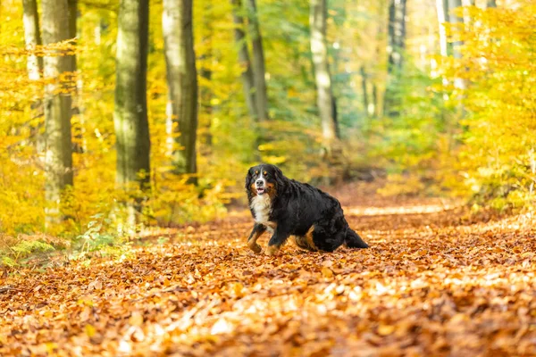 Een Schattige Zwarte Berner Berghond Wandelend Grond Met Gevallen Bladeren — Stockfoto