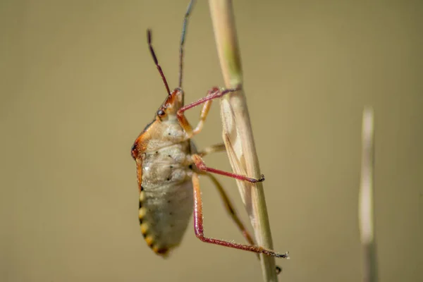 Ett Makro Skott Bugg Växt — Stockfoto