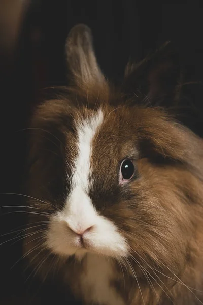 白い斑点のある毛皮を持つ茶色のウサギの垂直クローズアップ肖像画 — ストック写真