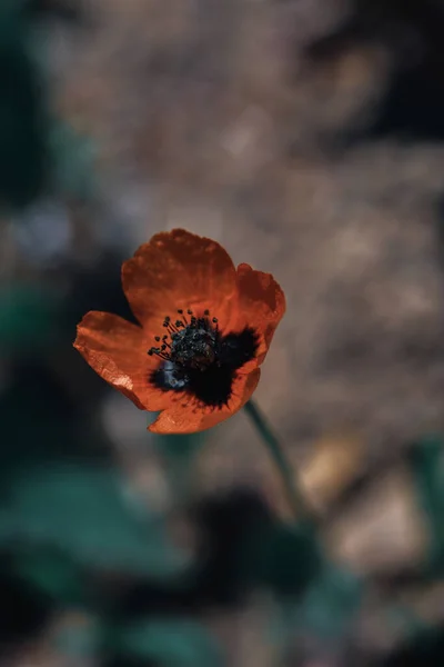 Sekély Fókusz Lövés Gyönyörű Egy Anemone Virág Homályos Háttérrel — Stock Fotó