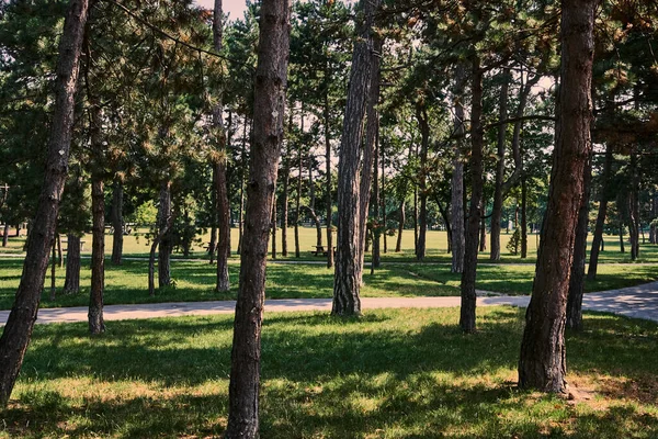 공원에 아름다운 나무줄기들 — 스톡 사진