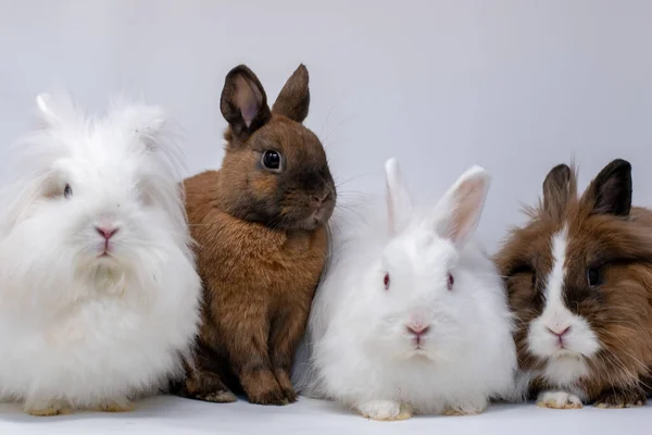 Retrato Coelhos Adoráveis Fundo Branco — Fotografia de Stock