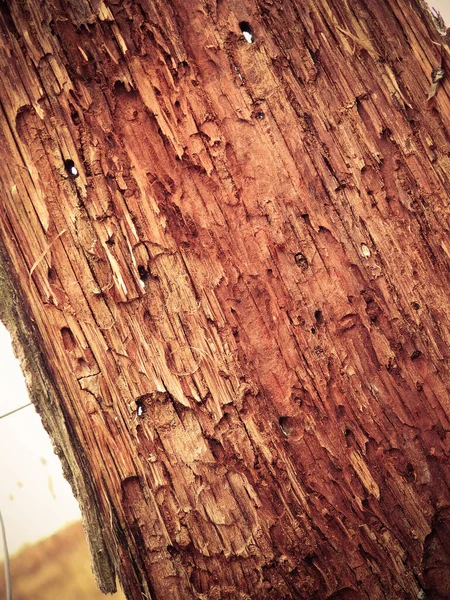 Duży Kawałek Drewna Wnętrza — Zdjęcie stockowe