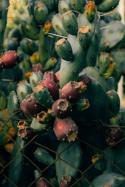 Los Cactus Con Las Espigas Afiladas Jardín —  Fotos de Stock