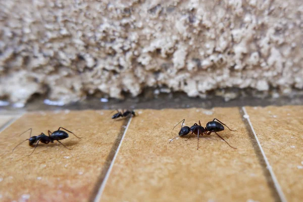 Detailní Záběr Mravenců Betonové Podlaze — Stock fotografie
