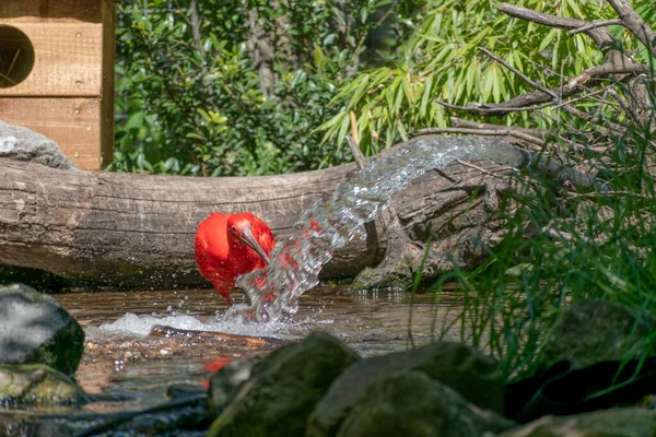 Zbliżenie Pięknego Szkarłatnego Ibis Stawie Zoo Dzień — Zdjęcie stockowe