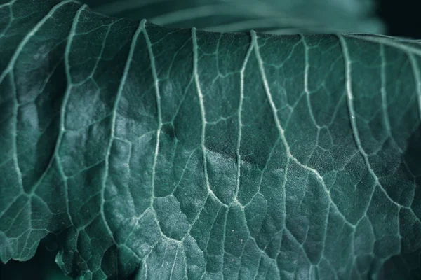 Макрознімок Ліній Візерунків Зеленій Рослині — стокове фото