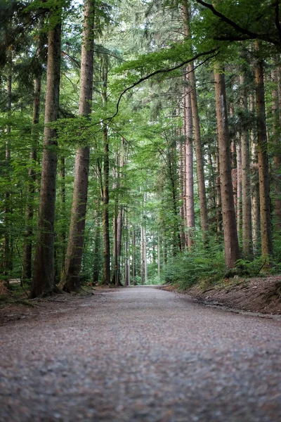 Ścieżka Lesie Pobliżu Gallen Szwajcaria — Zdjęcie stockowe