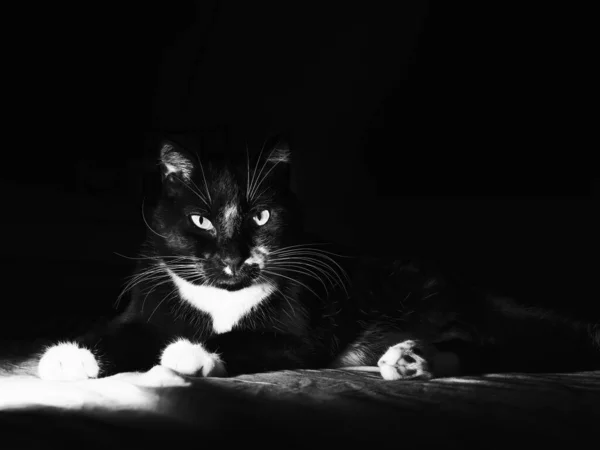 那只可爱的黑猫躺在床上的灰白照片 — 图库照片