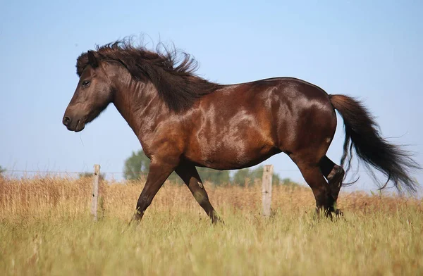 Closeup Shot Beautiful Brown Horse Field — Stock Photo, Image