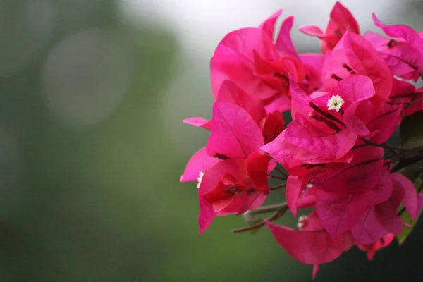 Selektivní Zaostření Záběr Růžové Bougainvillea Květiny — Stock fotografie