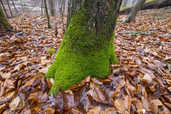 Fortryllende Syn Mosaikktrær Skogen Høstbladene – stockfoto