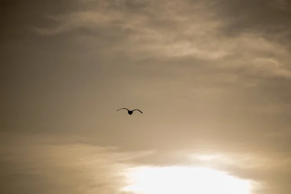 Die Silhouette Eines Vogels Der Den Bewölkten Himmel Fliegt — Stockfoto