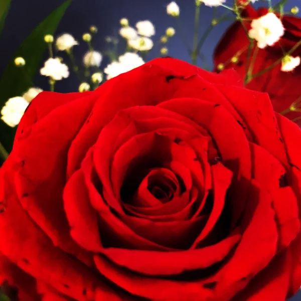 Macro Shot Uma Bela Rosa Vermelha — Fotografia de Stock