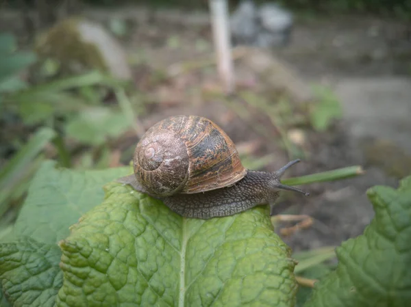 在叶子上的一只石榴螺旋蜗牛的特写镜头 — 图库照片
