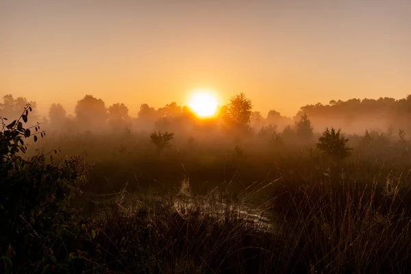 Una Toma Bajo Ángulo Pastizales Árboles Durante Amanecer — Foto de Stock