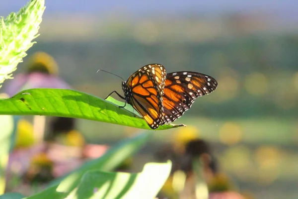 Tiro Seletivo Foco Monarch Butterfly Milkweed — Fotografia de Stock